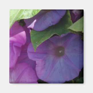 Imã Morning Glory Flowers Magnet