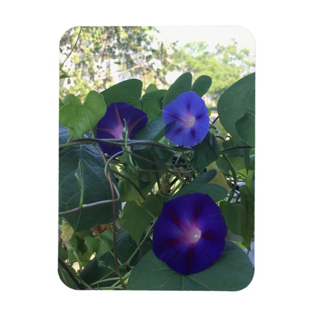 Ímã Morning Glory Kaleidoscope (Vertical)