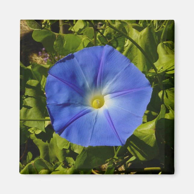 Imã Morning Glory Magnet (Frente)