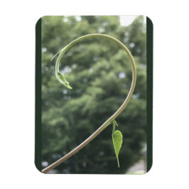 Ímã Morning Glory Tendril and Leaf Magnet