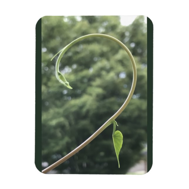 Ímã Morning Glory Tendril and Leaf Magnet (Vertical)