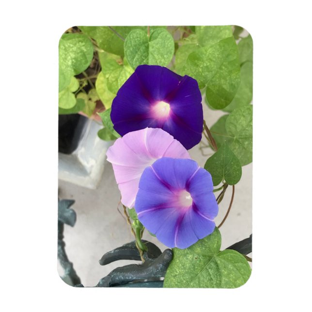 Ímã Morning Glory Trio (Vertical)