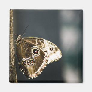 Imã Morpho peleides Magnet