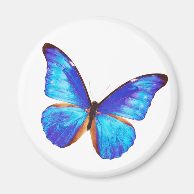 Imã Morpho rhetenor (Frente)