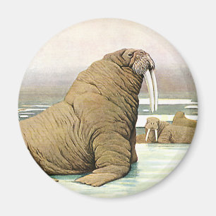Imã Morsa do vintage no iceberg em animais árticos,