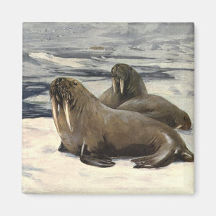 Imã Morsas na Neve Ártica, Animal Marinho Antigo