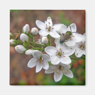 Imã Mosca Branca de Flores e Abelhas