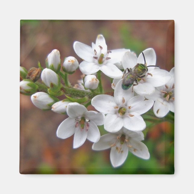 Imã Mosca Branca de Flores e Abelhas (Frente)