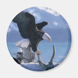 Imã mosca da águia2