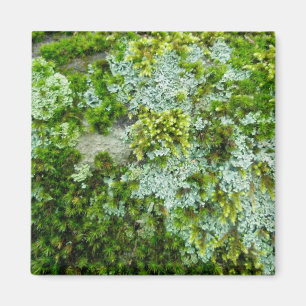 Imã Moss & Lichen no Rock Magnet