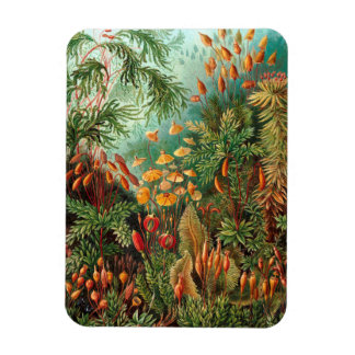 Ímã Moss (Muscinae) por Haeckel
