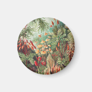 Imã Mosses, Muscinae Laubmoose by Ernst Haeckel