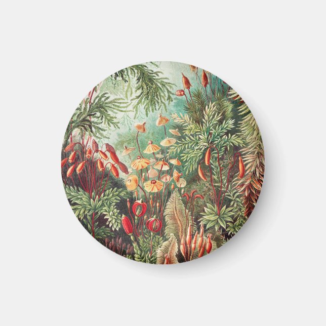 Imã Mosses, Muscinae Laubmoose by Ernst Haeckel (Frente)