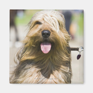 Imã mostrando a língua, cabelo longo, retrato