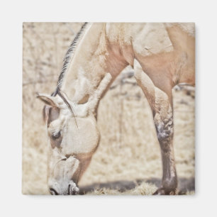 Imã Mostrando algumas faixas ~ Magnet de cavalos