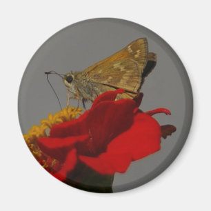 Imã Moth
