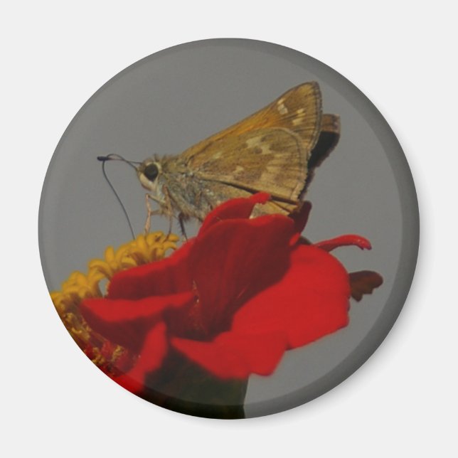 Imã Moth (Frente)