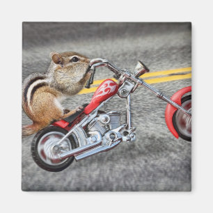 Imã Motociclista do Chipmunk que monta uma motocicleta