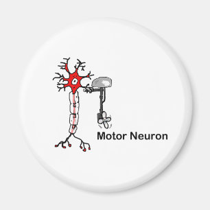 Imã Motor Neuron
