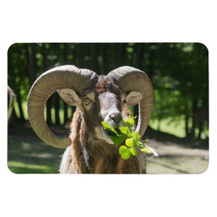 Ímã Mouflon Ram