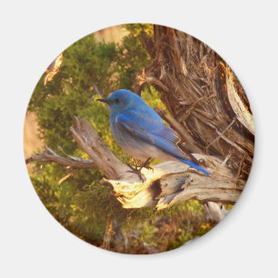 Imã Mountain Bluebird no Parque Nacional de Arches