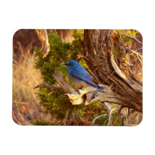 Ímã Mountain Bluebird no Parque Nacional de Arches