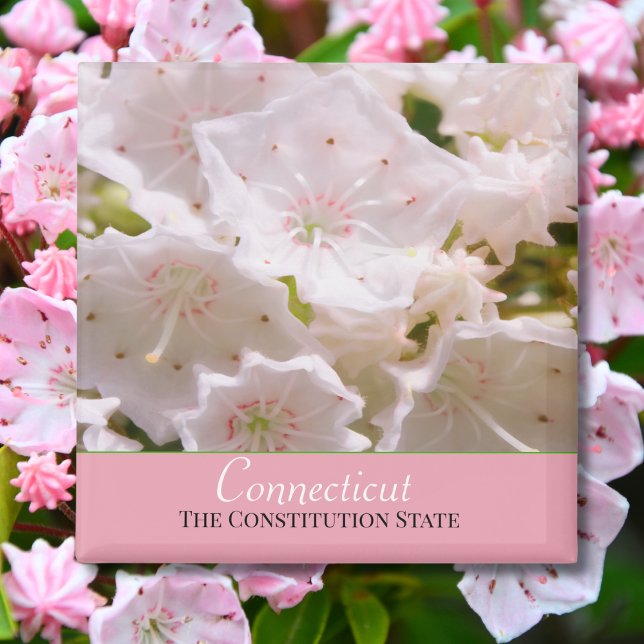 Imã Mountain Laurel Flor do Estado de Connecticut (Criador carregado)