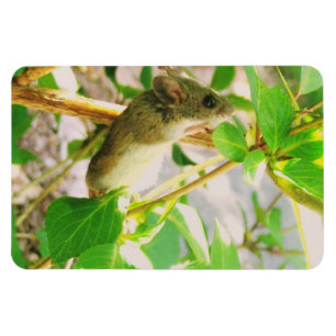 Ímã Mouse Magnet