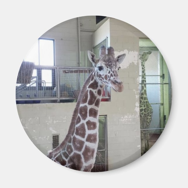 Imã Mouse Magnet nº 2 (Frente)