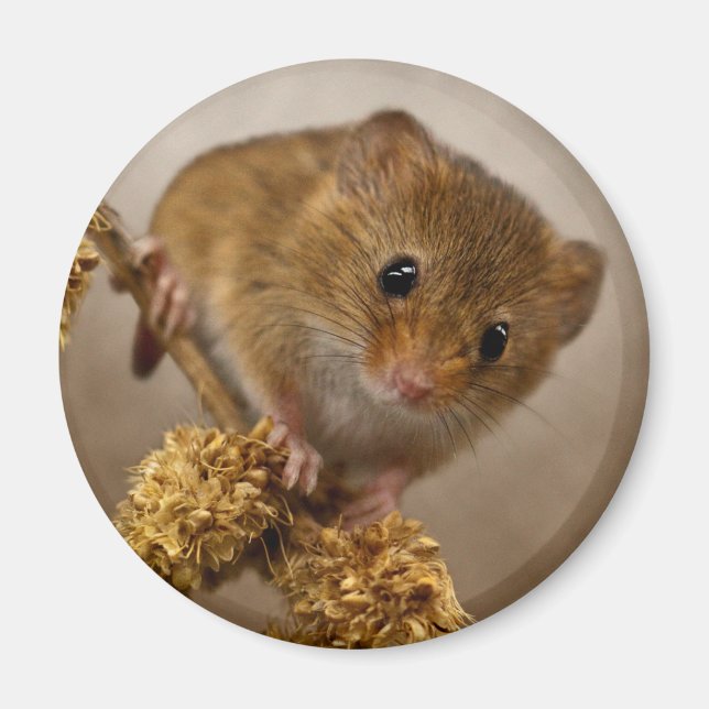 Imã Mousie Magnet (Frente)