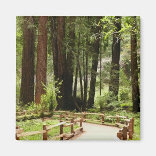 Imã Muir Woods Path I Nature Photoics