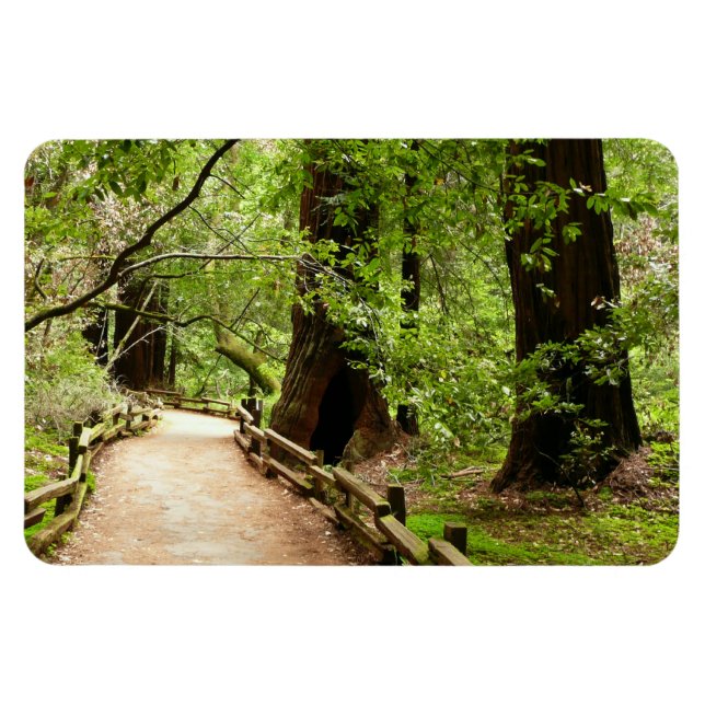 Ímã Muir Woods Path II - Fotografia natural (Horizontal)