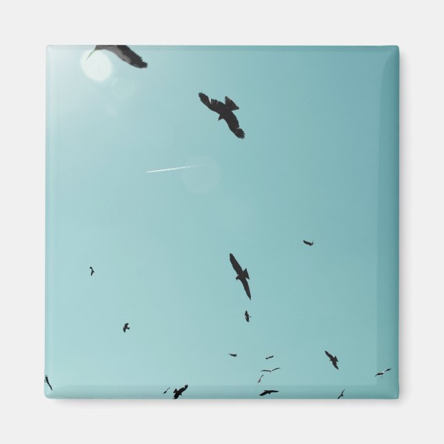 Imã Muitos pássaros e um rastro (Frente)