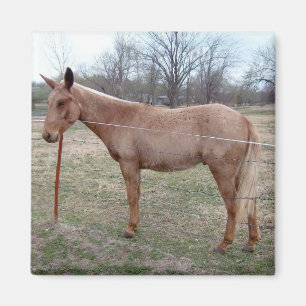 Imã Mula magnífica!