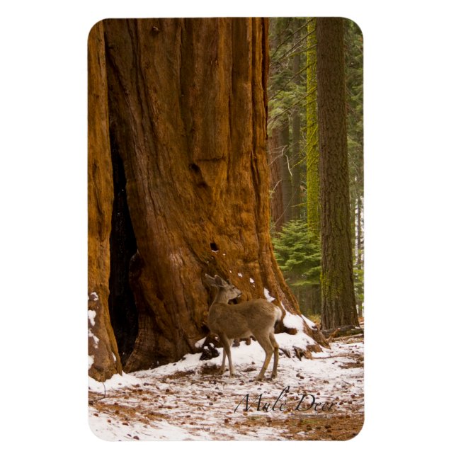 Ímã Mule Deer (Vertical)