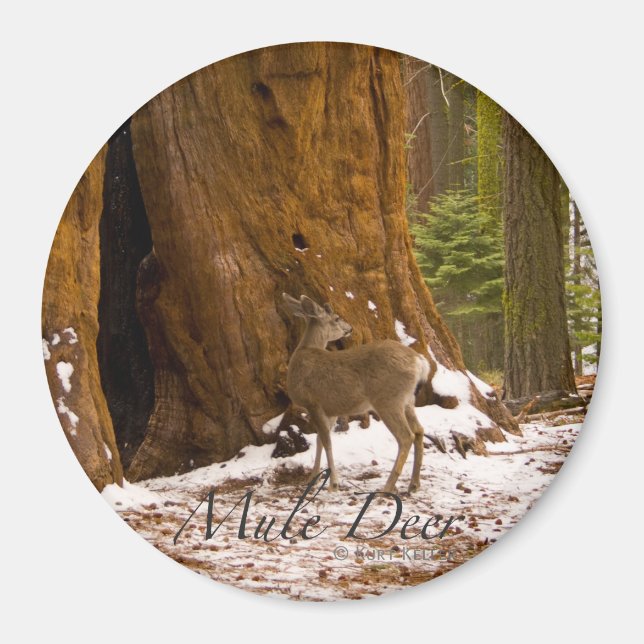 Imã Mule Deer (Frente)