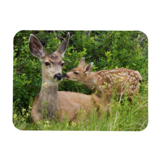 Ímã Mule Deer Doe com Fawn (Horizontal)