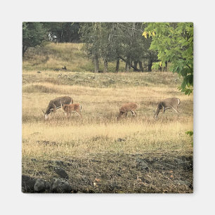 Imã Mule Deer em um Campo