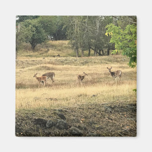 Imã Mule Deer em um campo, Joseph, Oregon