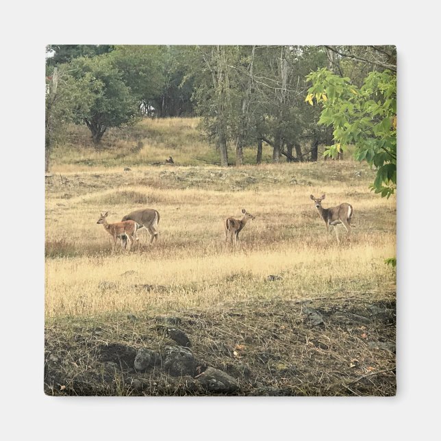 Imã Mule Deer em um campo, Joseph, Oregon (Frente)