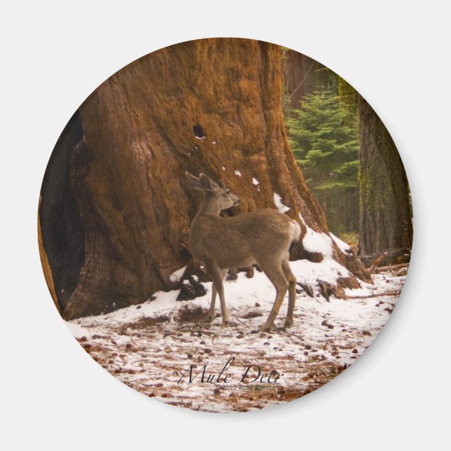 Imã Mule Deer Magnet (Frente)