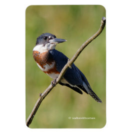 Ímã Mulher Beliscada Kingfisher Fora num Limb