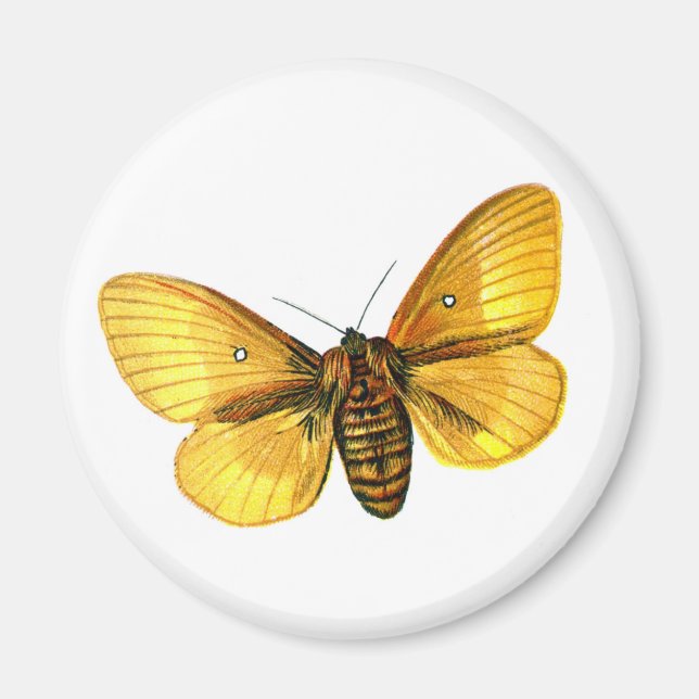 Imã Mulher-de-busca-bomba (Frente)