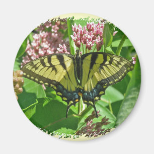 Imã Mulher do Tigre Oriental Manteiga-de-borboleta