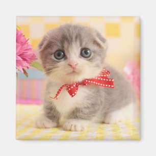 Imã Munchkin Kitten