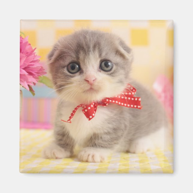 Imã Munchkin Kitten (Frente)