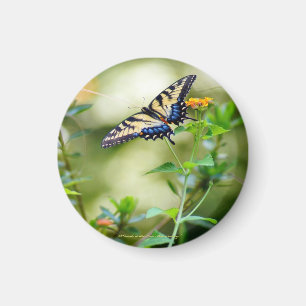 Imã Mundo da borboleta