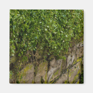 Imã Muro De Ivy
