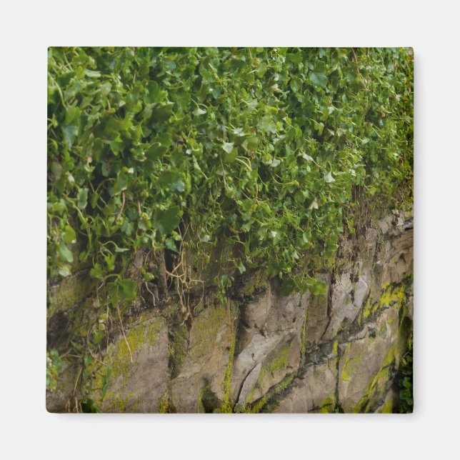 Imã Muro De Ivy (Frente)