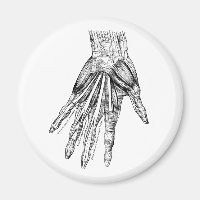 Imã Músculos de Desenho Médico Vintage da Mão (Frente)